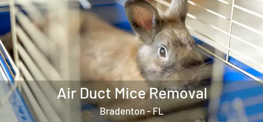 Air Duct Mice Removal Bradenton - FL
